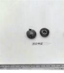 Click for 1 image(s) for this accession. FRUIT